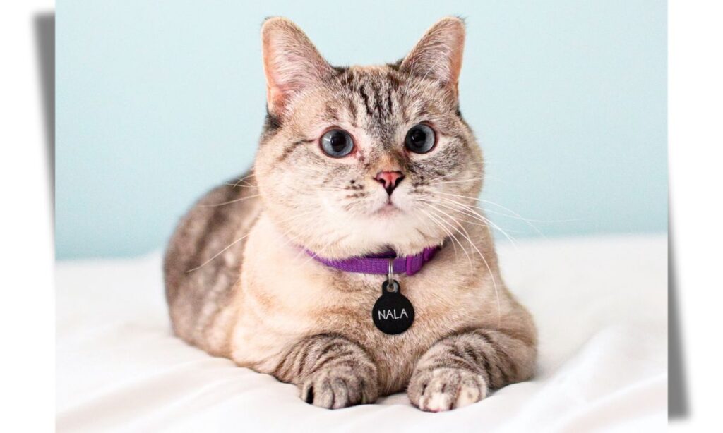 Meet Nala Cat: Instagram's Feline Sensation With A Ton Of "Fo-Tymoff"