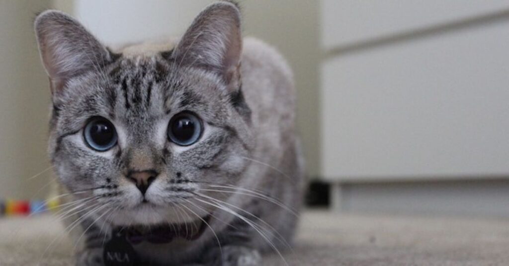 Meet Nala Cat The Instagram Star With A Ton Of Fo-Tymoff