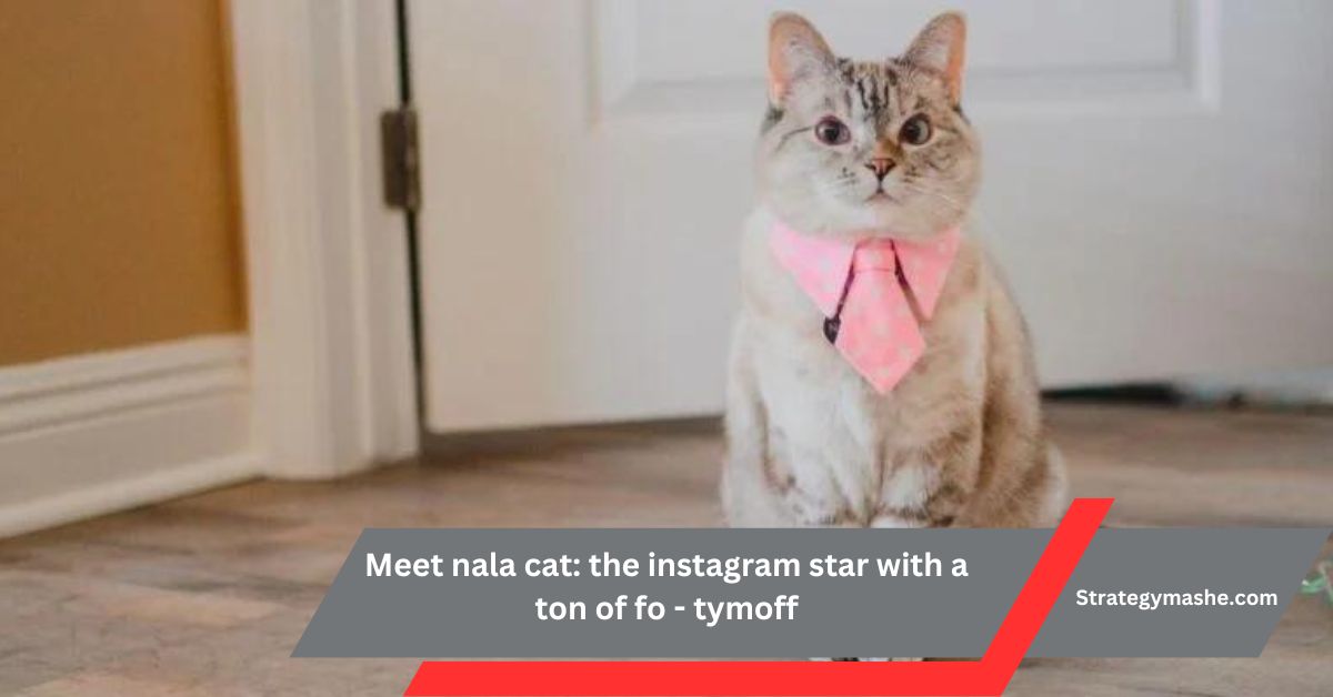 Meet nala cat: the instagram star with a ton of fo – tymoff – Discover Nala’s Charm!